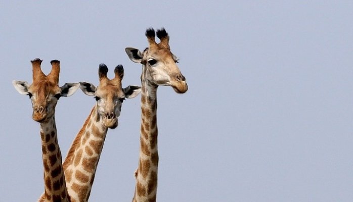 girafe